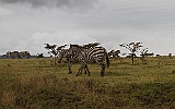 Zebras in Ngorongoro